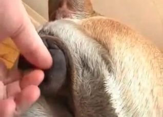 Dude fucking his obedient pet