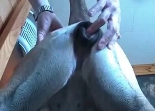 Dude fucking his obedient pet