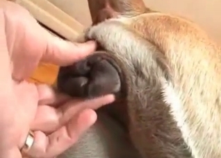 Dude fucking his obedient pet