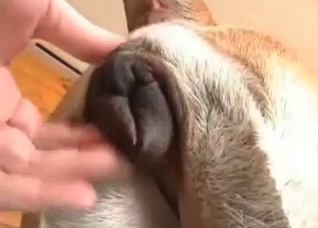 Dude fucking his obedient pet