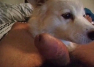 Close-up POV BJ from a horny mutt