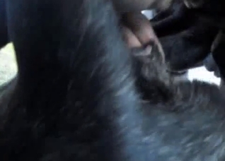 Immensely sexy bestiality clip for you
