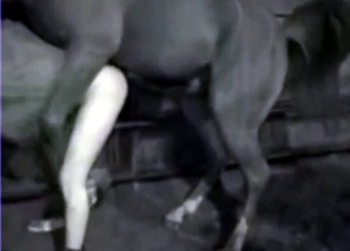 Dude fucking a huge farm animal on cam