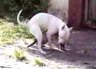 Very kinky small white dog here