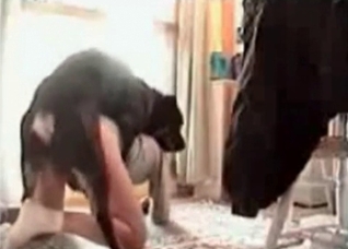 Intense fuck-fest with a Rotty dog