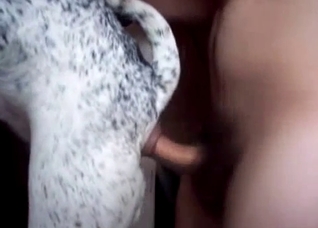 Close-up fuck fest with a doggo