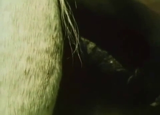 Two white horses fucking outdoors